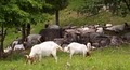 Critter Ridge Boer Meat Goats image 3