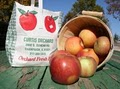 Curtis Orchard & Pumpkin Patch, Ltd. image 8