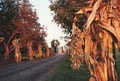 Curtis Orchard & Pumpkin Patch, Ltd. image 1