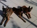 Dynamic Dogs Training & Behavior, Inc. image 7