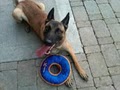 Dynamic Dogs Training & Behavior, Inc. image 10