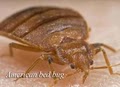 EnviroPest - Pest Control, Bed Bug Exterminator & Wildlife Control image 2