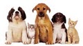 Friendswood Animal Clinic image 1