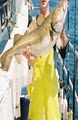 Helen H Deep Sea Fishing image 3