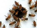 Honey Bee Hives image 5
