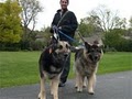 Huffing Hounds Dog Walkers image 4