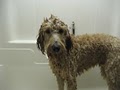 Kelly's Underground Dog Grooming image 7