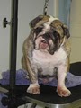 Kelly's Underground Dog Grooming image 10