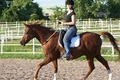 Kimberlee Strauss Horsemanship from the Heart image 1