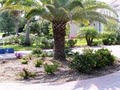 LAWN MAINTENANCE, LANDSCAPE SERVICES, IRRIGATION SARASOTA, LAKEWOOD RANCH image 1