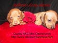 Little Weenies AKC Miniature Dachshunds logo