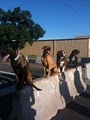 Off Leash Dog Training - Fort Collins image 2