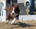 Off Leash Dog Training - Fort Collins image 9