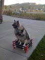 Off Leash Dog Training - Fort Collins image 10