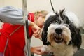 Pet Grooming Newburgh image 3