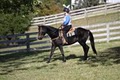 Rodden Equine Training Services image 3
