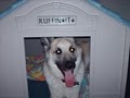 Ruffing It Doggie Day Care logo