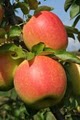 Sage's Apples Fruit & Vegetable Farm Market logo