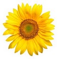 Sangamon Mills Inc (SUNFLOWER DISHCLOTHS) logo