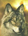 Spirit Wolf Healing logo