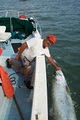 St.Pete Fishing Charters image 10