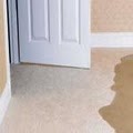 Stanley Steemer Carpet Cleaning image 4