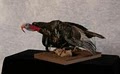 Still Life Taxidermy image 3