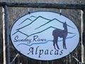 Sunday River Alpacas image 3