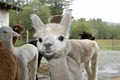 Sunday River Alpacas image 4