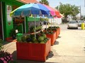 Tampa Bay Farmers Market image 3