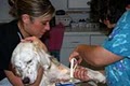 The Zimmerman Veterinary Clinic image 3