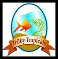 Trilby Tropicals image 3