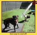 U Lucky Dog Daycare image 4
