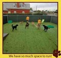 U Lucky Dog Daycare image 5