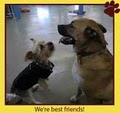 U Lucky Dog Daycare image 7