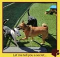 U Lucky Dog Daycare image 10