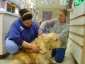 VCA Westboro Animal Hospital image 4