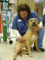 VCA Westboro Animal Hospital image 8