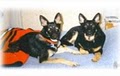 Wagging Tails Custom Pet Services image 5