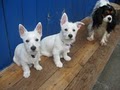 Wagging Tails Doggie Daycare & Boarding (We'll love your dog too!) image 2