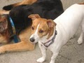 Wagging Tails Doggie Daycare & Boarding (We'll love your dog too!) image 4