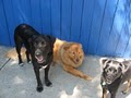 Wagging Tails Doggie Daycare & Boarding (We'll love your dog too!) image 5