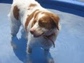 Wagging Tails Doggie Daycare & Boarding (We'll love your dog too!) image 1