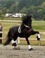 Wish Upon A Ster Friesians LLC image 3