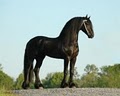 Wish Upon A Ster Friesians LLC image 4