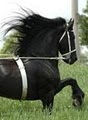 Wish Upon A Ster Friesians LLC image 5
