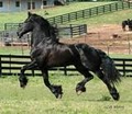 Wish Upon A Ster Friesians LLC image 6