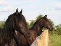 Wish Upon A Ster Friesians LLC image 10