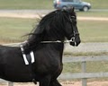 Wish Upon A Ster Friesians LLC image 1