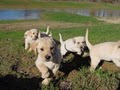 Wolf River Retrievers image 3